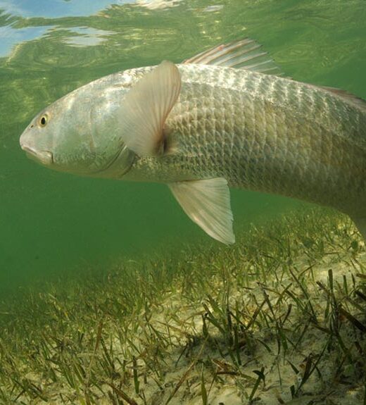 In its natural habitat, a redfish is swimming in the grass flats ocean