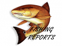 swfl fishing reports