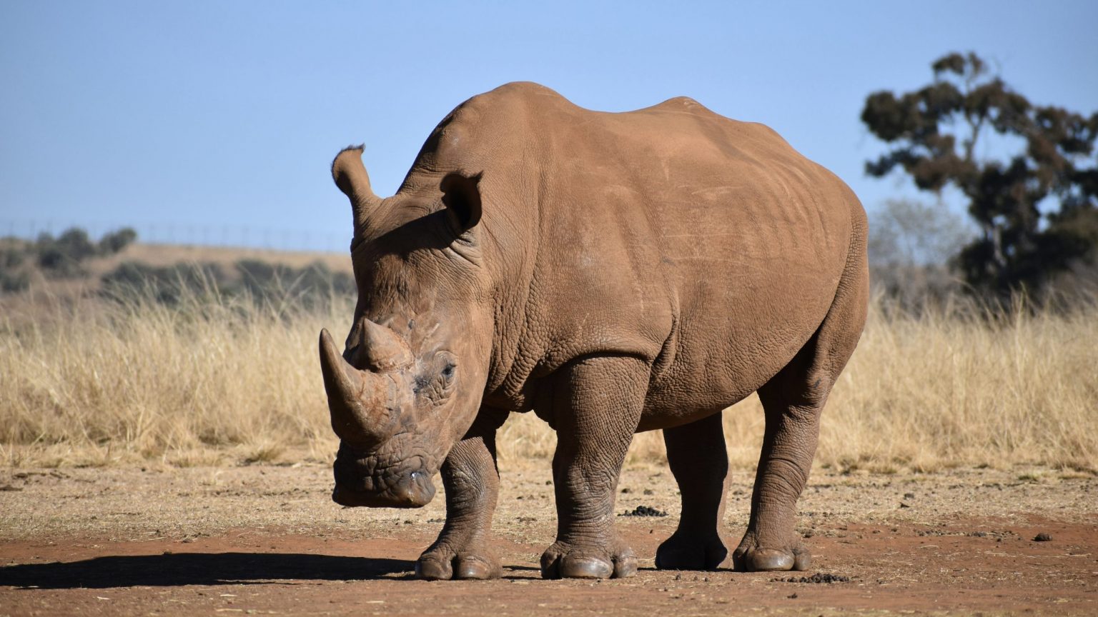 Climate Change Threatens Africa’s Rhinos » Yale Climate Connections