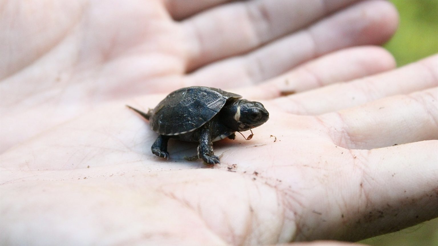 Climate change threatens habitats that many endangered species need to ...